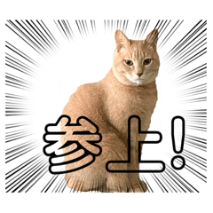 [LINEスタンプ] 平和猫村ねこづくめ