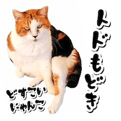 [LINEスタンプ] トドもどき猫BIGスタンプ（funnyCat）