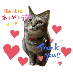 [LINEスタンプ] あんずちゃん其の5