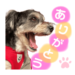 [LINEスタンプ] ぽにょちゃんの日常3