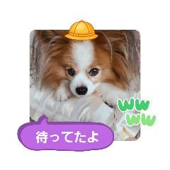 [LINEスタンプ] ぱぴぱぴパピヨン59