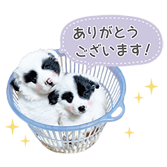 [LINEスタンプ] 保護犬パンとピン