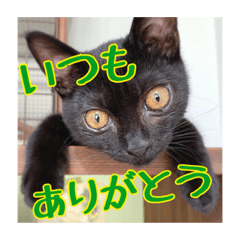 [LINEスタンプ] _sala_cat_6
