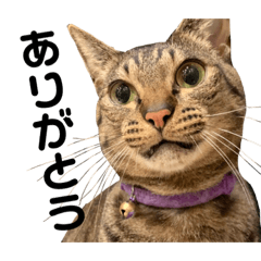 [LINEスタンプ] キジトラねこ2