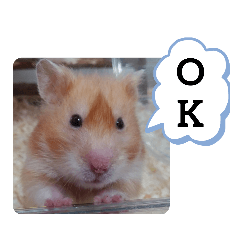 [LINEスタンプ] 可愛いこつぶの日常(ハムスター)