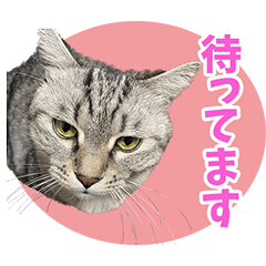 [LINEスタンプ] たかやまさんちの3兄妹