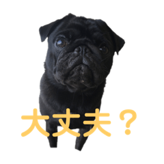 [LINEスタンプ] 黒パグのココ