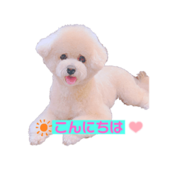 [LINEスタンプ] ビションプー毎日使える  デカ文字スタンプ