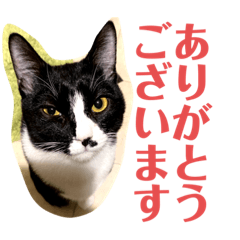 [LINEスタンプ] 普段のあいさつことばです。