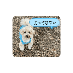 [LINEスタンプ] ポノちゃんスタンプその13
