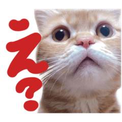 [LINEスタンプ] 猫のふわりさん②