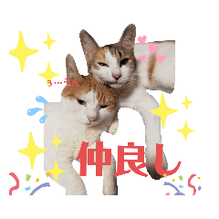 [LINEスタンプ] 家のねこズ@日常