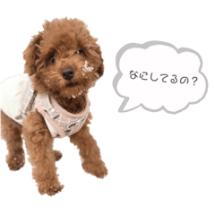 [LINEスタンプ] 我が家のラテ①