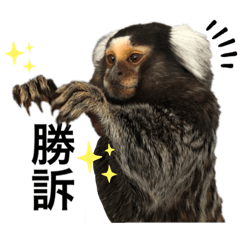 [LINEスタンプ] 6★コモンマーモセットのキーくんとお友達
