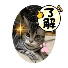 [LINEスタンプ] イッヌとネッコの仲良しスタンプ☆魑魅魍魎