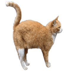 [LINEスタンプ] 猫のコロちゃんのスタンプ
