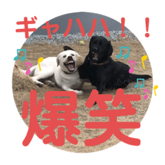 [LINEスタンプ] ペットの代弁⑤