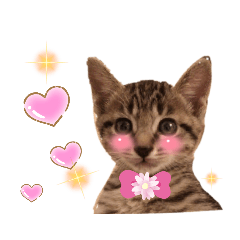 [LINEスタンプ] 猫-ᄒᴥᄒ-