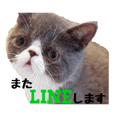 [LINEスタンプ] 猫のロコちゃん