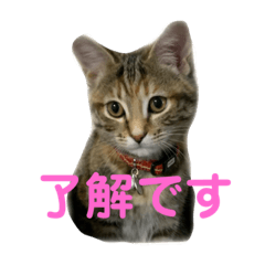 [LINEスタンプ] クルミさんで相槌