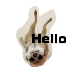 [LINEスタンプ] ミーアキャットのごあいさつ2