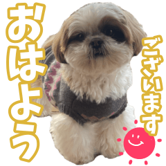 [LINEスタンプ] シーズー犬 らいくん 4