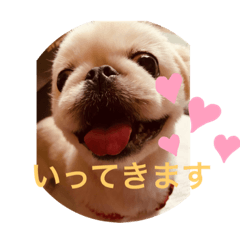 [LINEスタンプ] ペキニーズ 1
