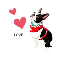 [LINEスタンプ] 毎日ボストンテリア 2
