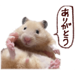 [LINEスタンプ] おあげの挨拶すたんぷ