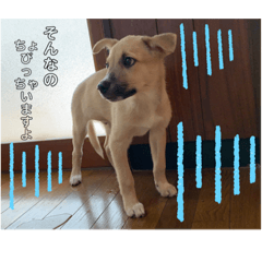 [LINEスタンプ] ちょび助です！