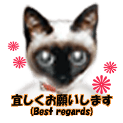 [LINEスタンプ] imayoのリアル猫顔⁂動画スタンプ