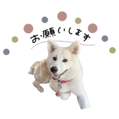 [LINEスタンプ] ♡SHIORI様