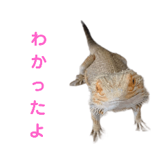 [LINEスタンプ] フトアゴヒゲトカゲ       〜愉快な2匹〜