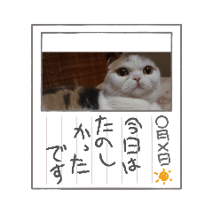 [LINEスタンプ] スコタンからのご挨拶