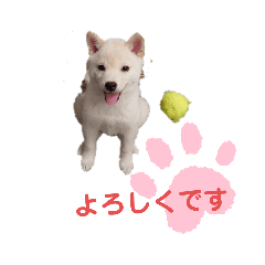 [LINEスタンプ] 豆柴マメ太の日常1