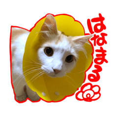 [LINEスタンプ] 陸とあずき