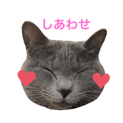 [LINEスタンプ] ねこのふゆたん