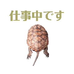 [LINEスタンプ] イシガメ日和