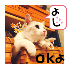 [LINEスタンプ] 元気なこうめくん