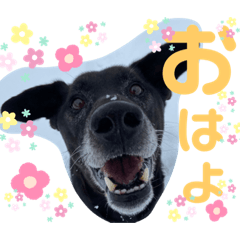 [LINEスタンプ] ペットの里の犬達のスタンプ(犬ver)