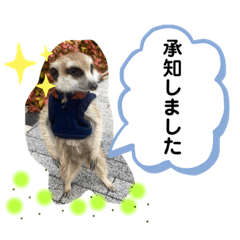 [LINEスタンプ] 敬語で丁寧なミーアキャット