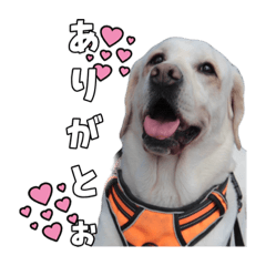 [LINEスタンプ] Saran's daily greeting✿︎