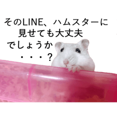 [LINEスタンプ] ハムスターおこめちゃんの日常スタンプ