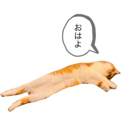 [LINEスタンプ] ちゃーぽむのスタンプ