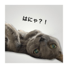 [LINEスタンプ] 姫猫公式スタンプ part.1