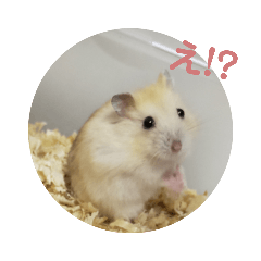 [LINEスタンプ] 3匹のハム