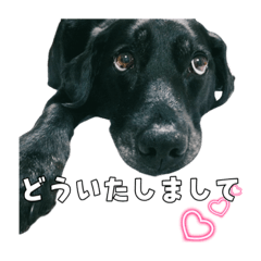 [LINEスタンプ] Sakura's daily greeting*