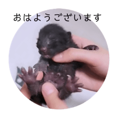 [LINEスタンプ] ガッシーねこーずの日常2022年②
