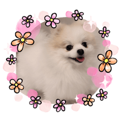 [LINEスタンプ] ポメラニアンフェイちゃん❤️  III
