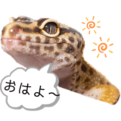 [LINEスタンプ] レオパのぴち子とファイン君